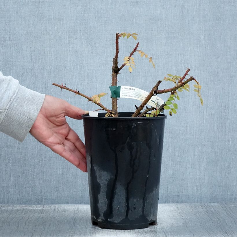 Ejemplar de Rosal pendulina Bourgogne Maceta 4L/5L entregado en otoño