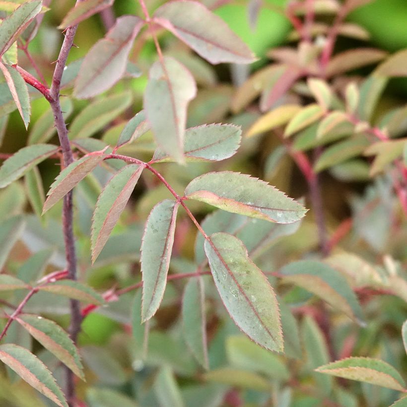 Rosa glauca (Follaje)