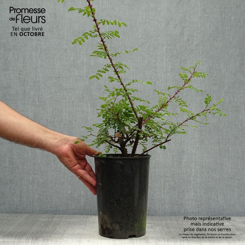 Ejemplar de Rosa hugonis Maceta 3L/4L entregado en otoño