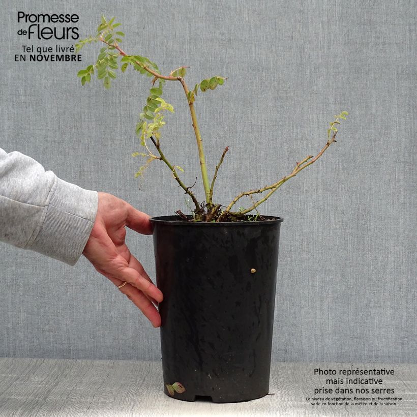 Ejemplar de Rosa moyesii Geranium Maceta 3L/4L entregado en otoño