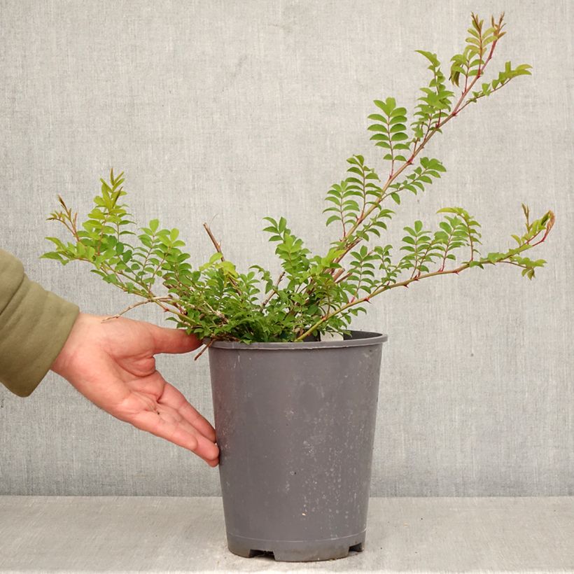 Rosa roxburghii Lampion Maceta 4L/5L Ejemplar entregado en la primavera