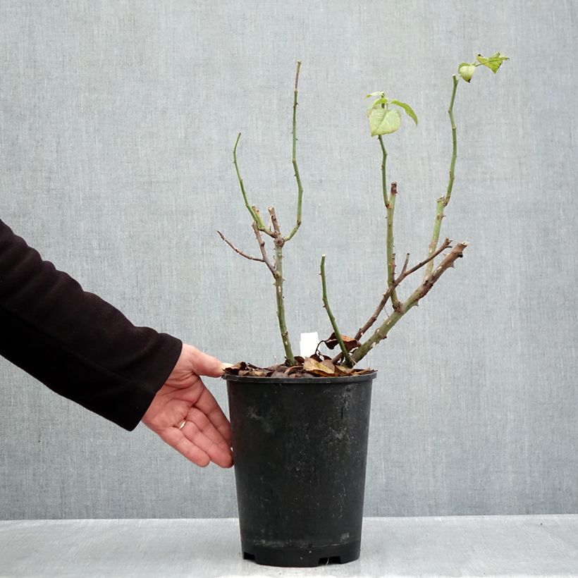 Ejemplar de Rosal La Gaité Maceta 4L/5L entregado en otoño
