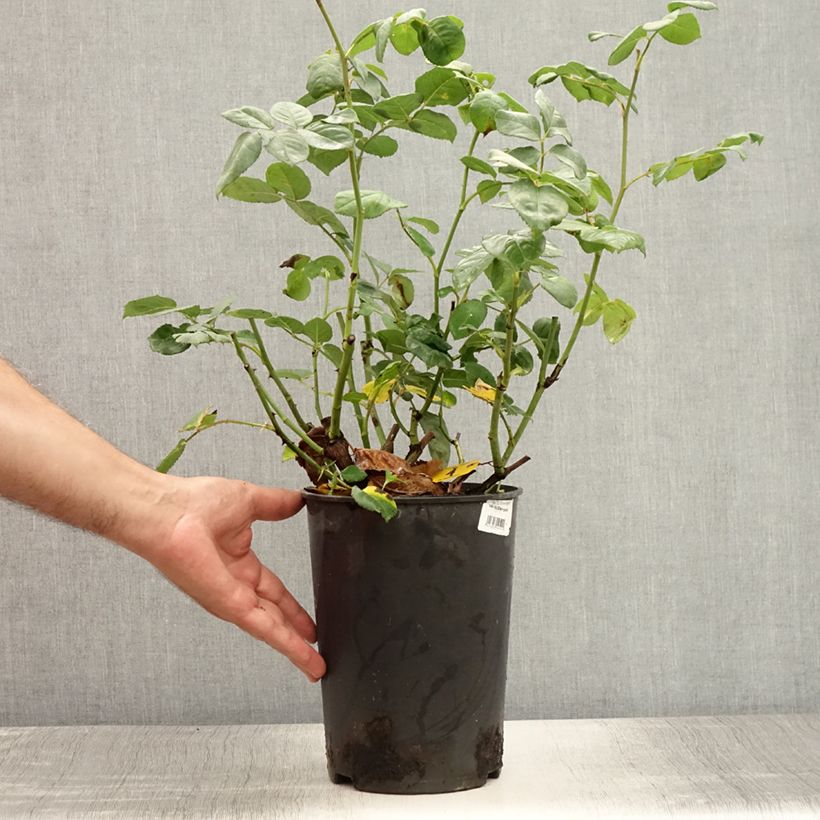Ejemplar de Rosal Rosier buisson Eisvogel Maceta 4L/5L entregado en verano
