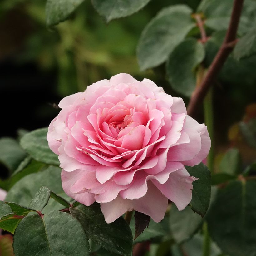 Rosal Rosier buisson Eisvogel (Floración)