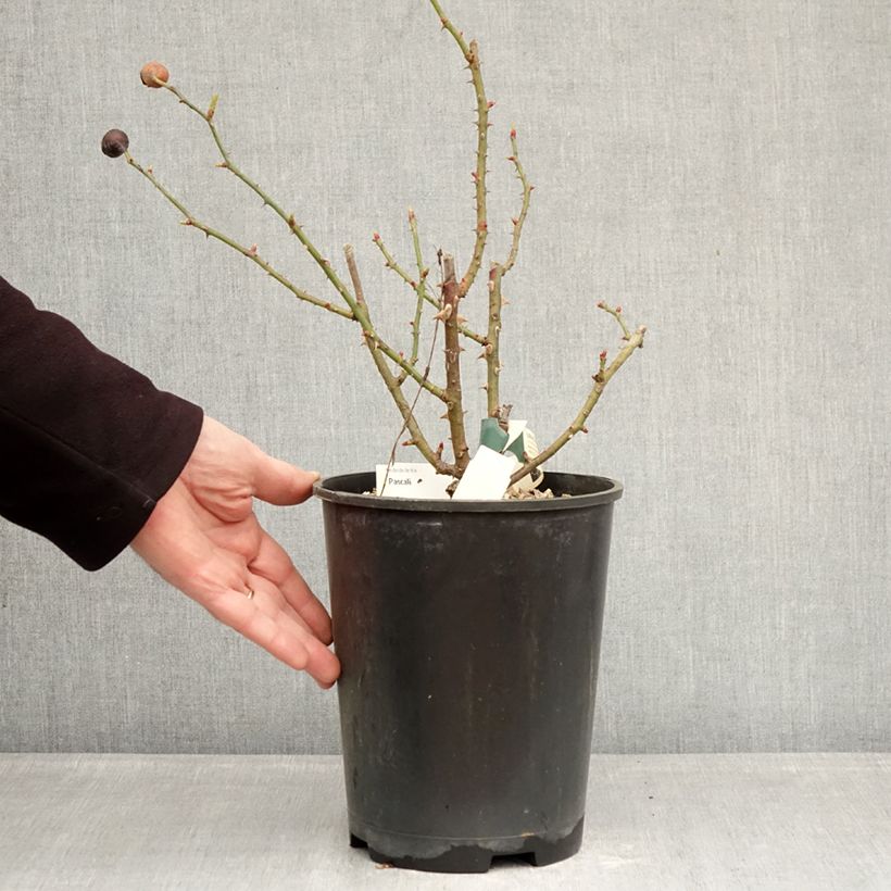 Rosal Pascali - Rosal paisajístico Maceta 4L/5L Ejemplar entregado en invierno
