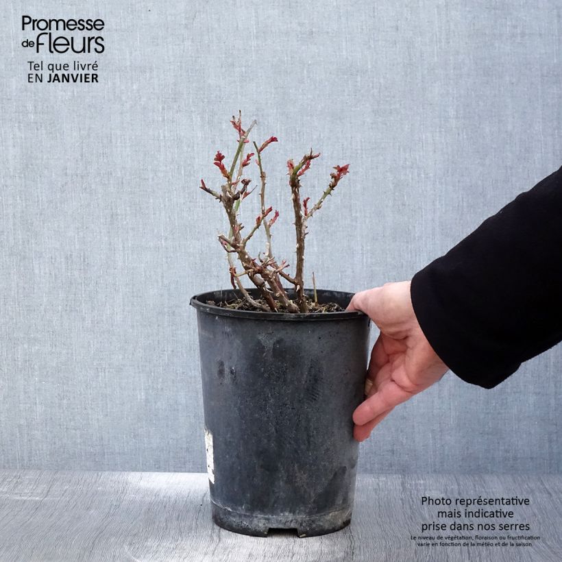 Rosal Amber Sun - Rosal tapizante Maceta 2L/3L Ejemplar entregado en invierno