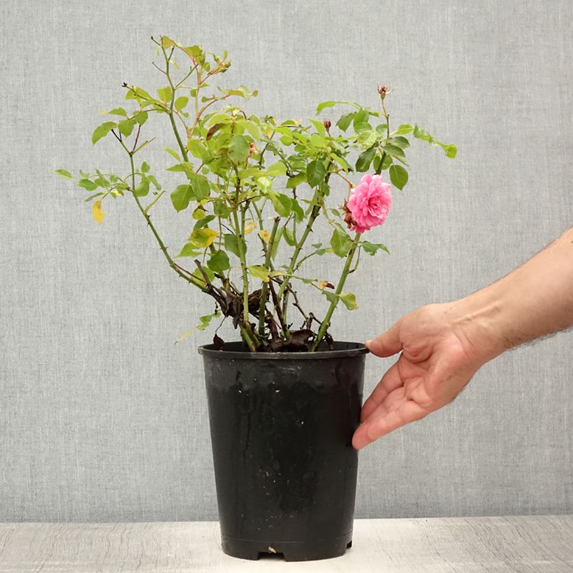 Ejemplar de Rosal Rigo Rosen Amica - Rosal tapizante Maceta 3L/4L entregado en verano