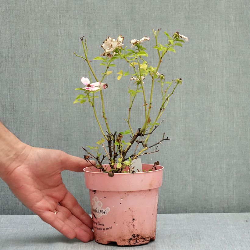 Ejemplar de Rosa Amirose - Rosal tapizante Maceta de 12 cm / 13 cm entregado en verano