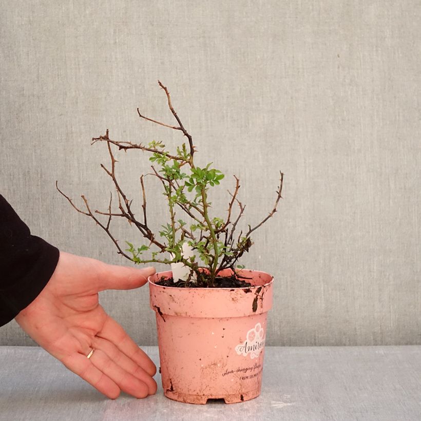 Rosa Amirose - Rosal tapizante Maceta de 12 cm / 13 cm Ejemplar entregado en invierno