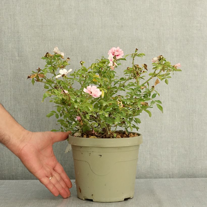 Ejemplar de Rosa Amirose - Rosal tapizante Maceta 3L/4L entregado en verano