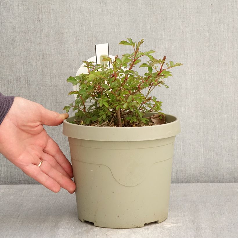 Rosa Amirose - Rosal tapizante Maceta 3L/4L Ejemplar entregado en la primavera