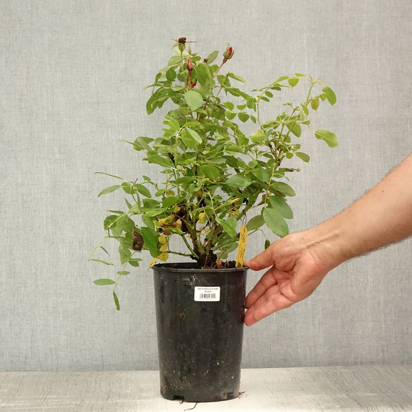 Ejemplar de Rosal Black Forest Rose - Rosal tapizante Maceta 4L/5L entregado en verano