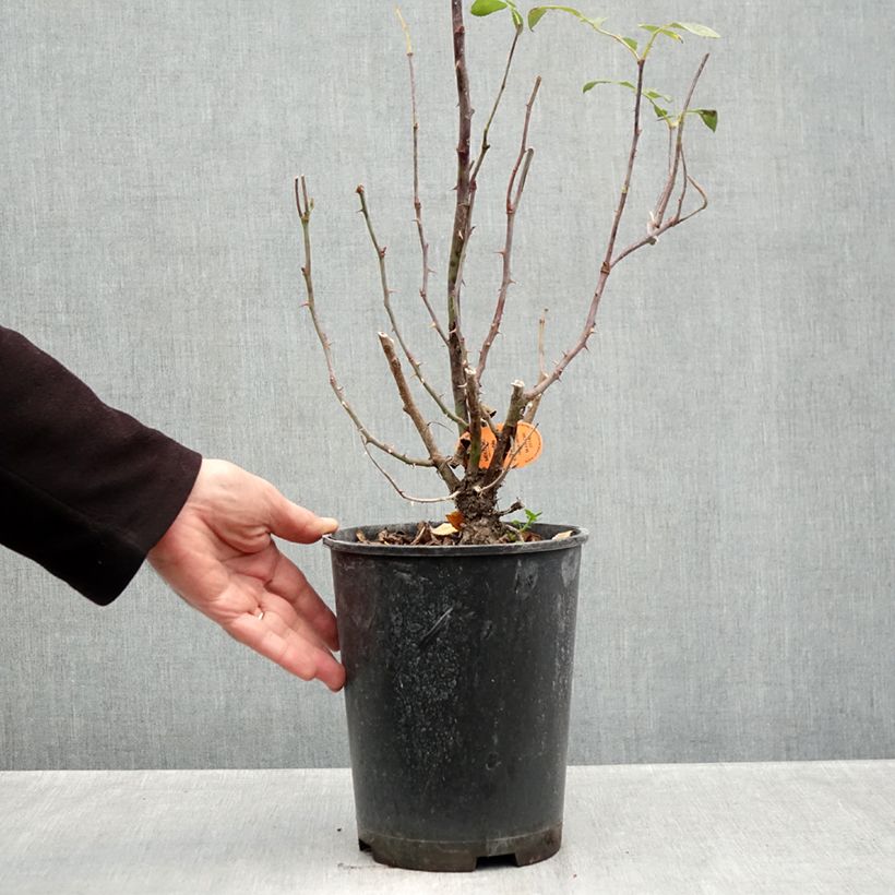 Ejemplar de Rosal Double Knock Out - Rosal tapizante Maceta 4L/5L entregado en otoño