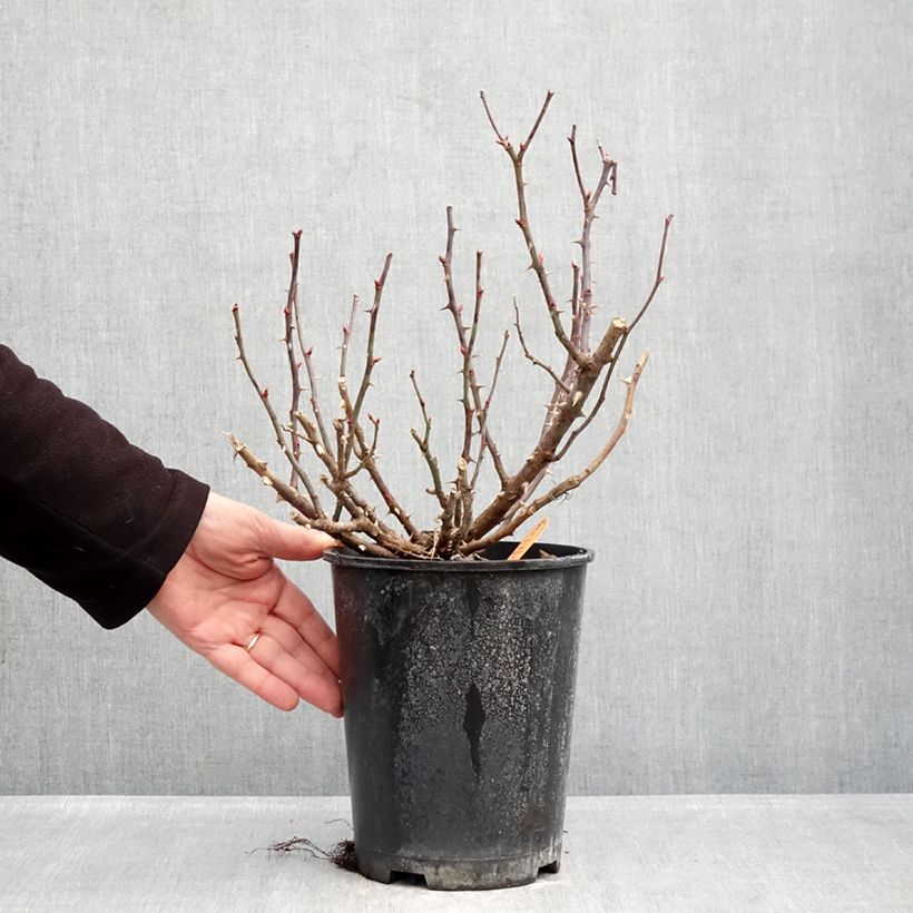 Rosal Double Knock Out - Rosal tapizante Maceta 4L/5L Ejemplar entregado en invierno