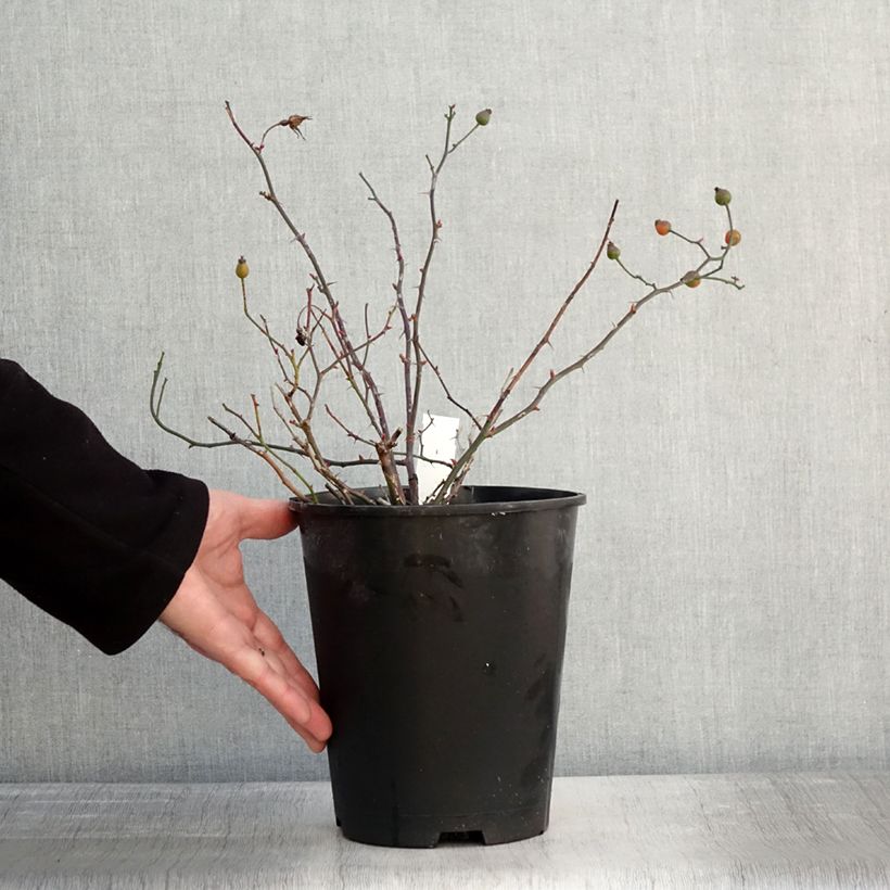 Rosal Happy Chappy - Rosal tapizante Maceta 3L/4L Ejemplar entregado en invierno