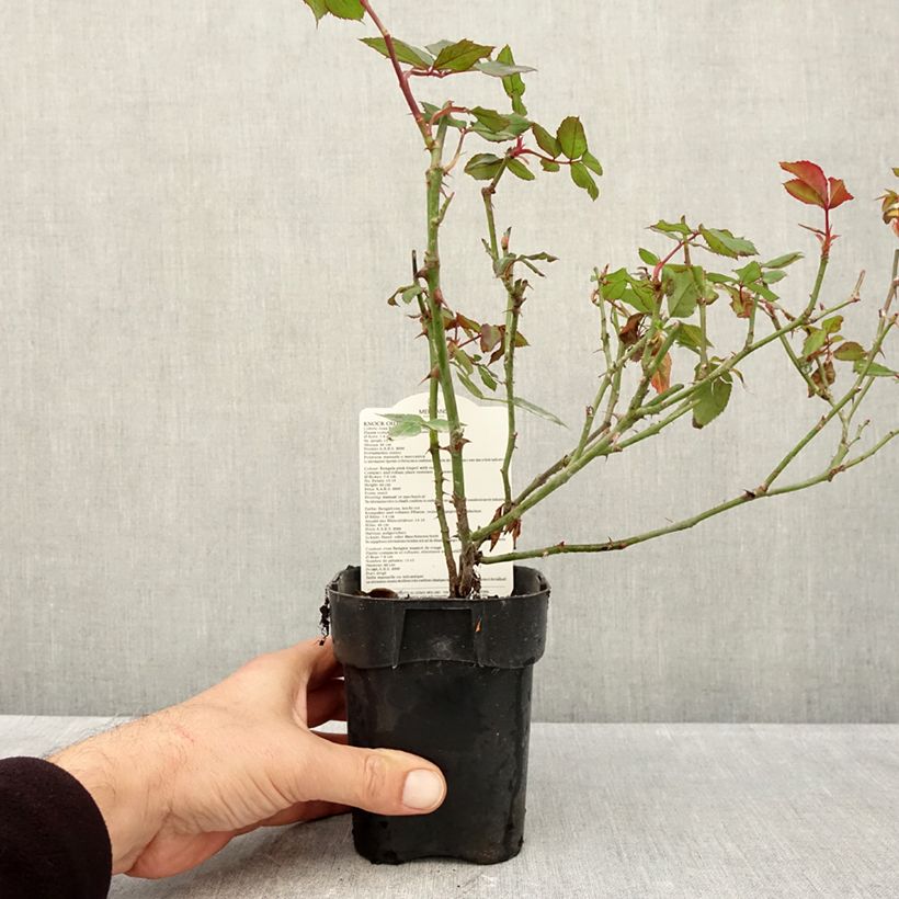 Ejemplar de Rosal Knock Out Radrazz - Rosal tapizante Maceta de 10 cm/11 cm entregado en otoño