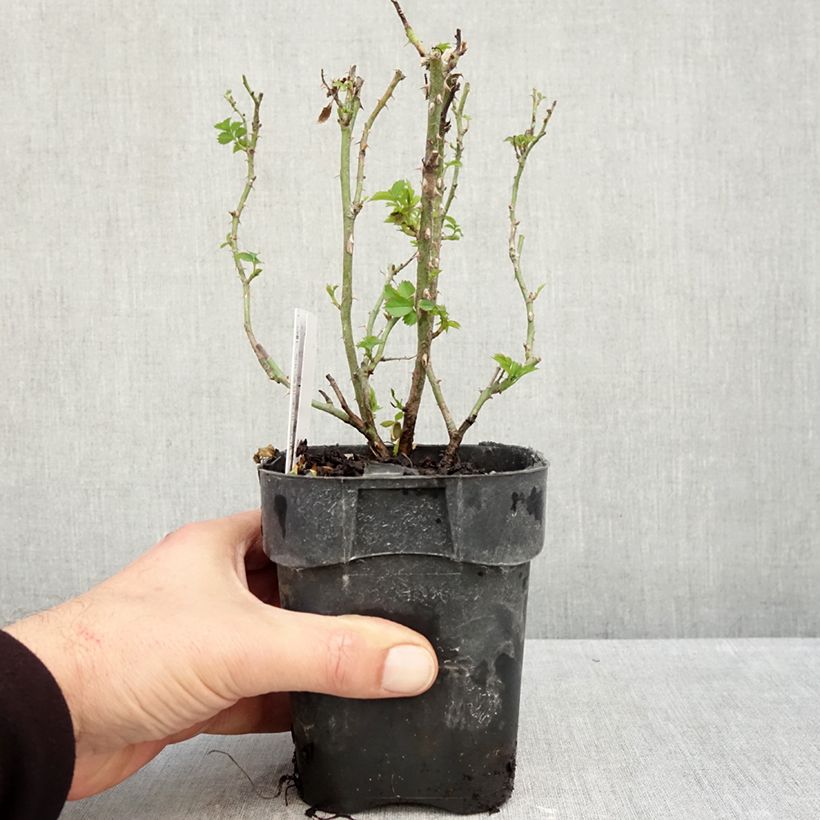 Ejemplar de Rosal Larissa - Rosal tapizante Maceta de 10 cm/11 cm entregado en otoño