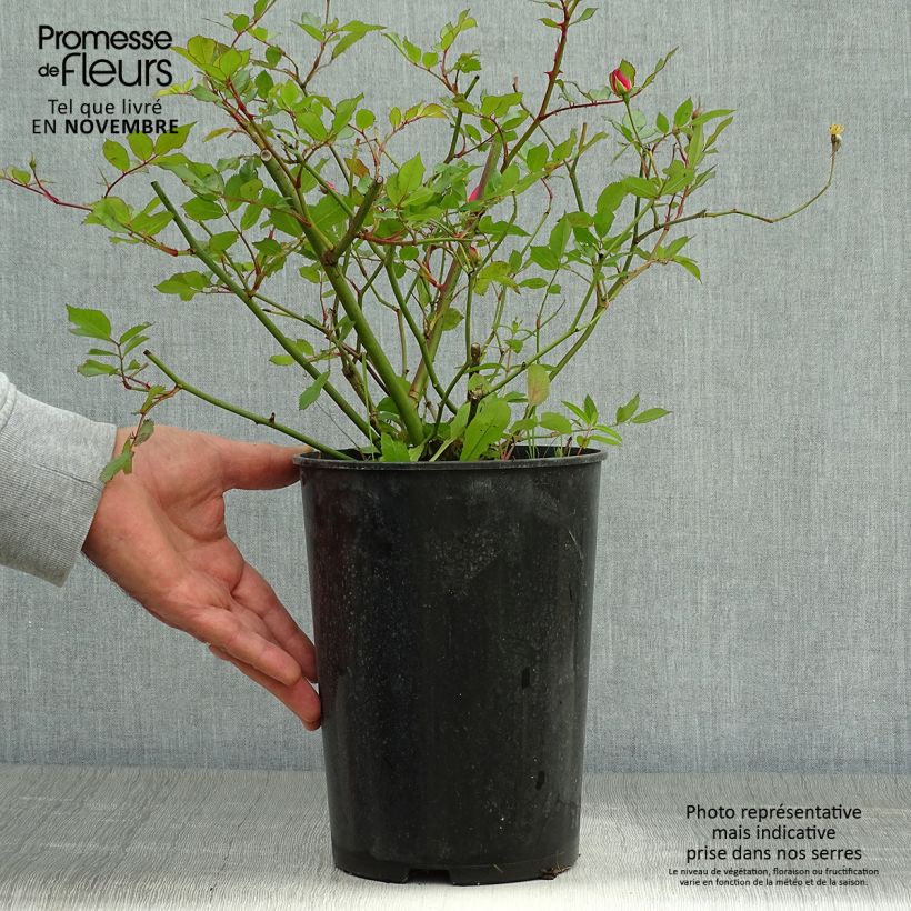 Ejemplar de Rosal Lavender Dream - Rosal tapizante Maceta 2L/3L entregado en otoño