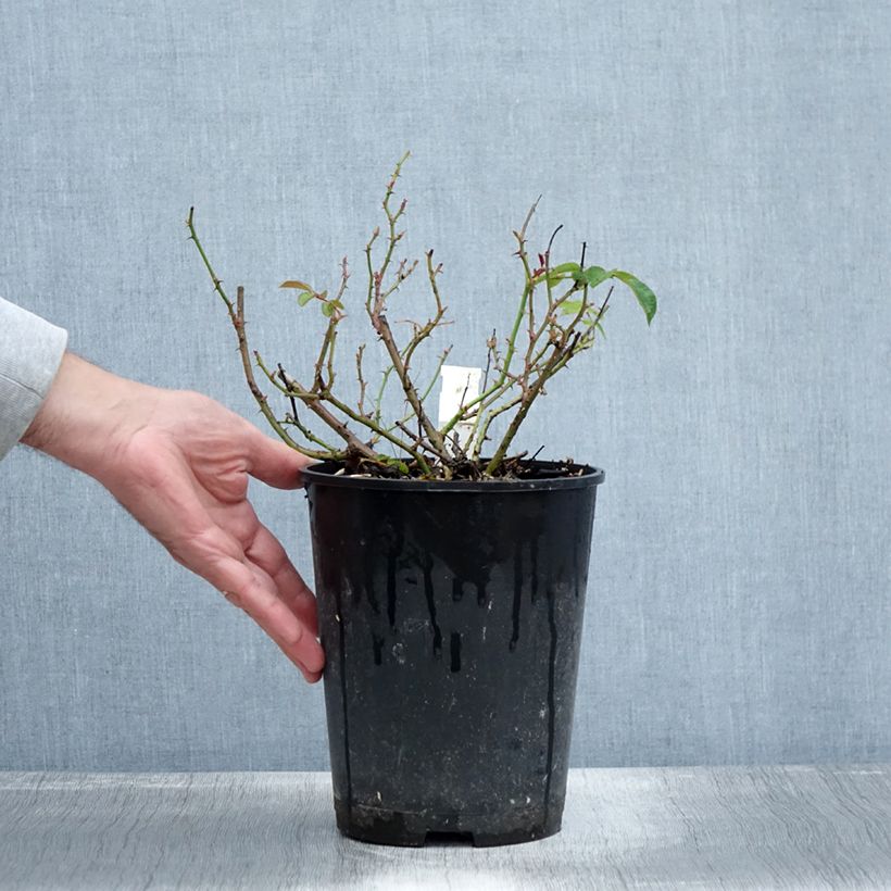 Ejemplar de Rosal Mainaufeuer - Rosal tapizante Maceta 4L/5L entregado en otoño