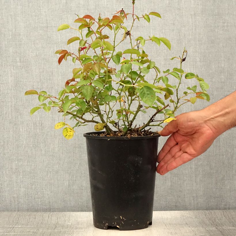 Ejemplar de Rosal Mainaufeuer - Rosal tapizante Maceta 4L/5L entregado en verano