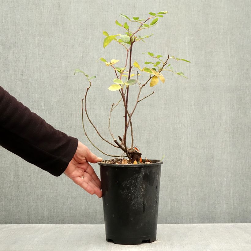 Ejemplar de Rosal Pink Double Knock Out - Rosal tapizante Maceta 4L/5L entregado en otoño