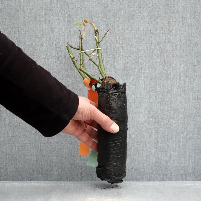 Rosal Pink Double Knock Out - Rosal tapizante Raíz desnuda Ejemplar entregado en invierno