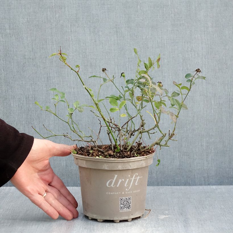 Ejemplar de Rábano Vienna F1 saco de 500 semillas aproximadamente (5g) entregado en otoño