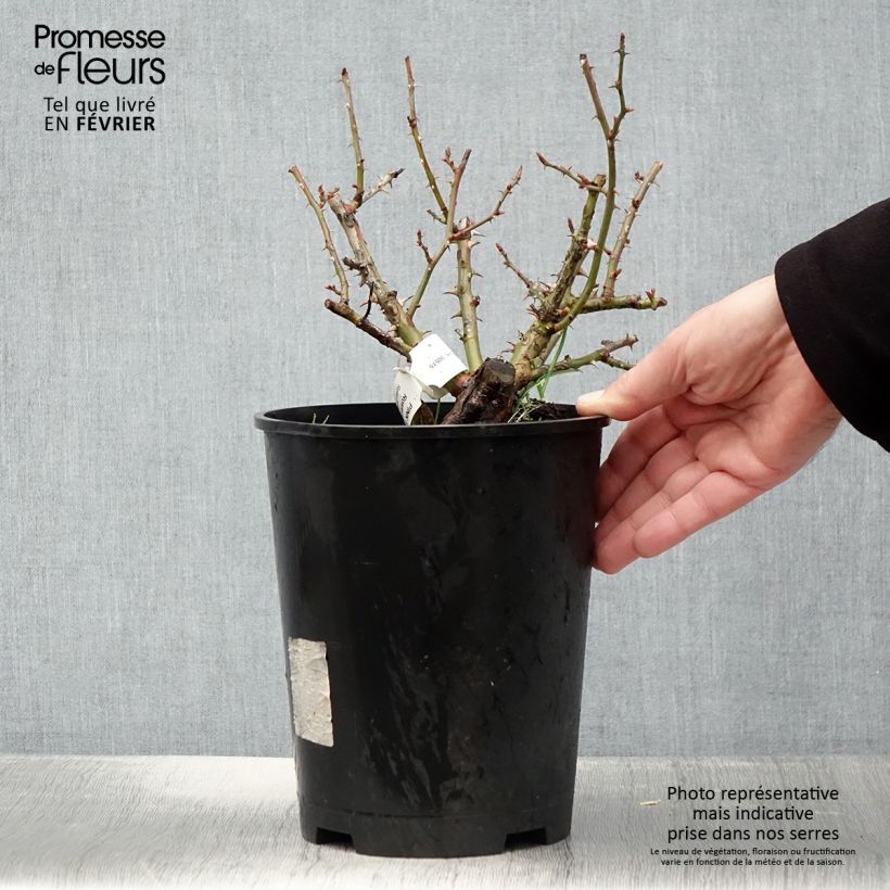 Rosal Pink Flash Trakeeplac - Rosal tapizante Maceta 4L/5L Ejemplar entregado en invierno