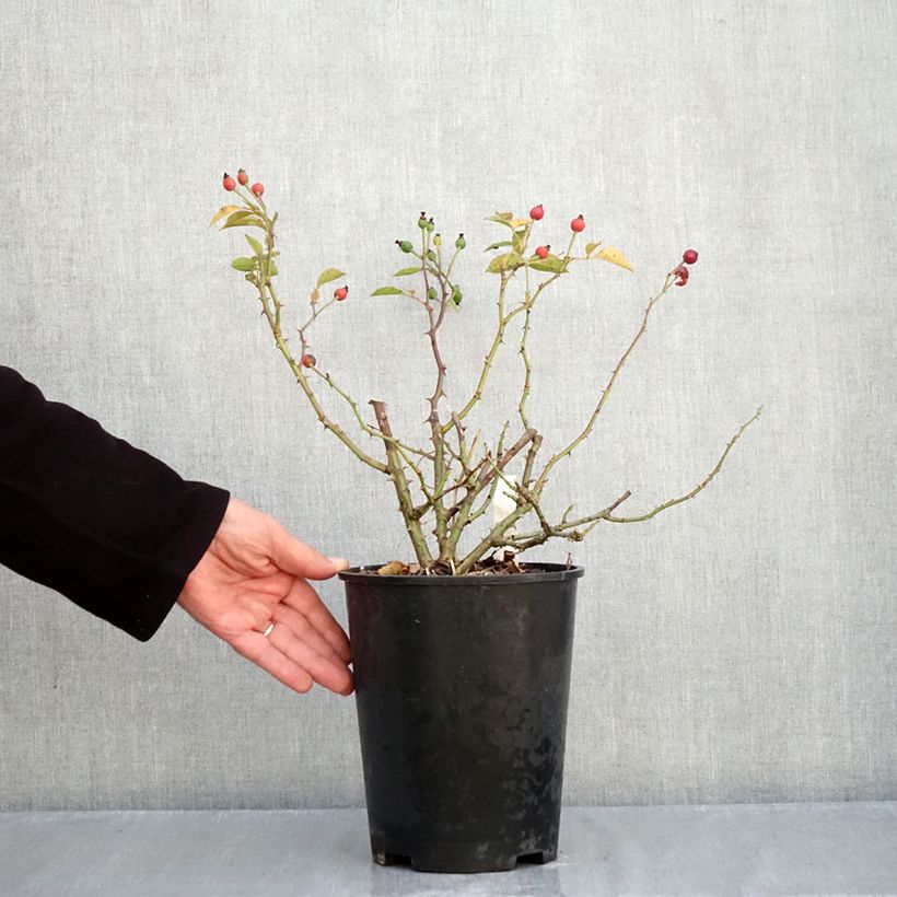 Ejemplar de Rosal Pink Flash Trakeeplac - Rosal tapizante Maceta 4L/5L entregado en otoño