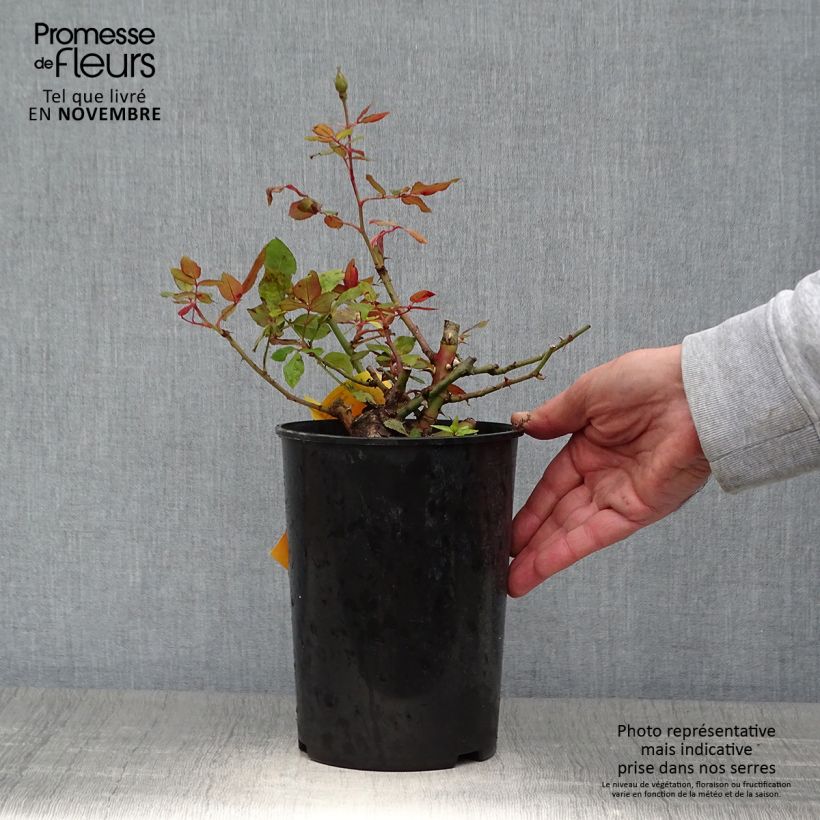 Ejemplar de Rosier couvre-sol Pink Knock Out (Rodin) Pot de 3L/4L entregado en otoño