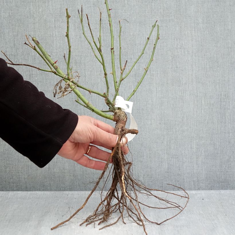 Rosier couvre-sol Pink Knock Out (Rodin) Petites Racines nues Ejemplar entregado en invierno