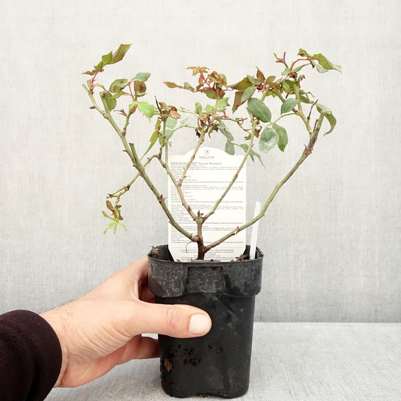 Ejemplar de Rosal Pink Knock Out - Rosal tapizante Maceta de 10 cm/11 cm entregado en otoño