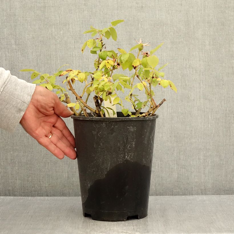 Ejemplar de Rosier couvre-sol Pink Knock Out (Rodin) Pot de 3L/4L entregado en verano
