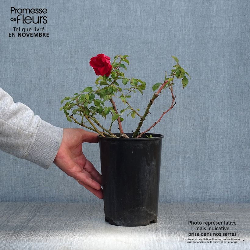 Ejemplar de Rosal Rigo Rotilia - Rosal tapizante Maceta 2L/3L entregado en otoño