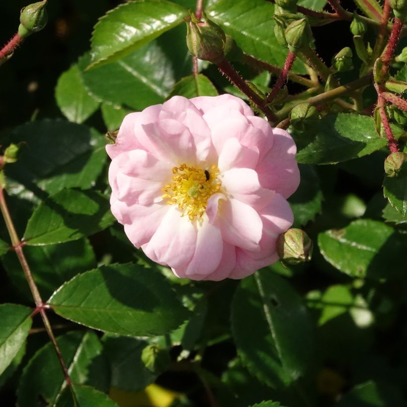 Rosal Satina - Rosal tapizante (Floración)