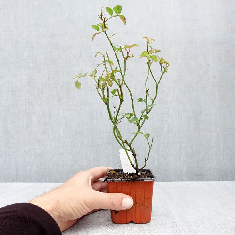 Ejemplar de Rosal Sea Foam - Rosal tapizante Maceta de 8/9 cm entregado en otoño