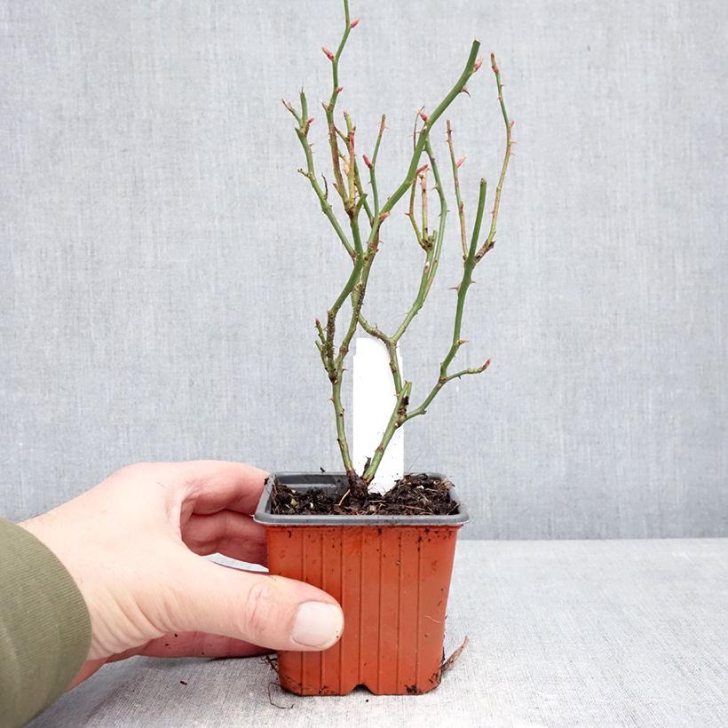 Rosal Sea Foam - Rosal tapizante Maceta de 8/9 cm Ejemplar entregado en invierno