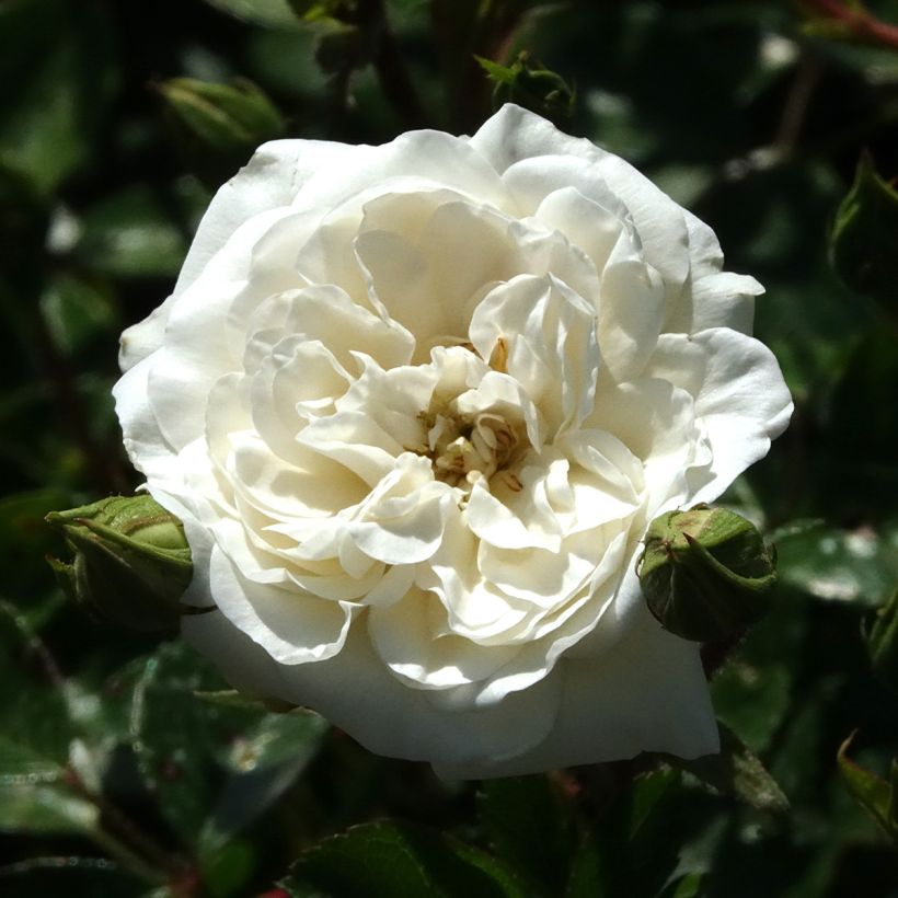 Rosal Sea Foam - Rosal tapizante (Floración)