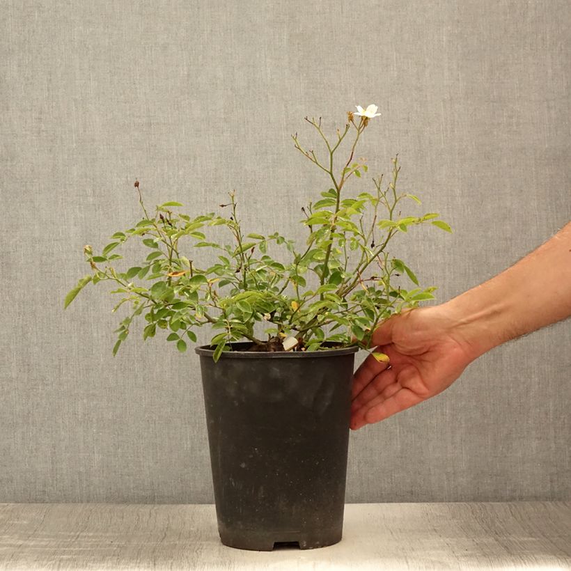 Ejemplar de Rosal Snow Star - Rosal tapizante Maceta 4L/5L entregado en verano