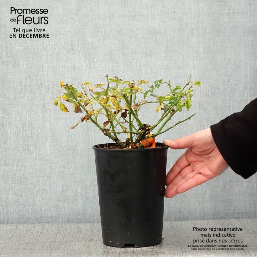 Ejemplar de Rosal Swany - Rosal tapizante Maceta 3L/4L entregado en otoño