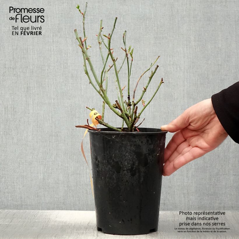 Rosal Swany - Rosal tapizante Maceta 3L/4L Ejemplar entregado en invierno