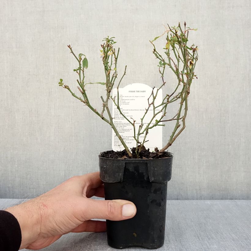 Ejemplar de Rosal The Fairy - Rosal tapizante Maceta de 10 cm/11 cm entregado en otoño