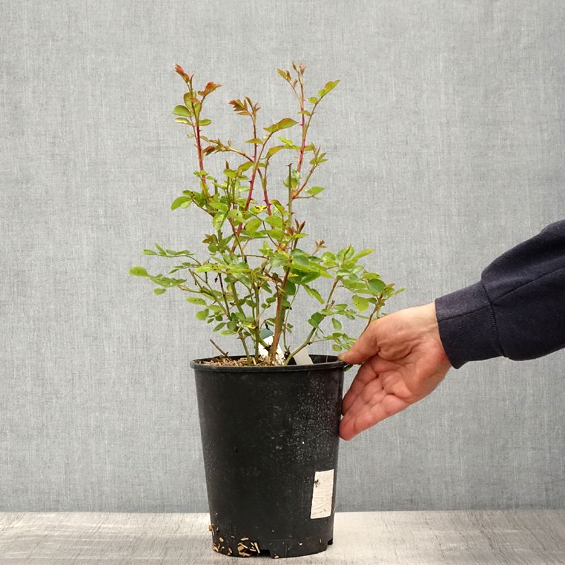 Rosal The Faun - Rosal tapizante Maceta 4L/5L Ejemplar entregado en la primavera