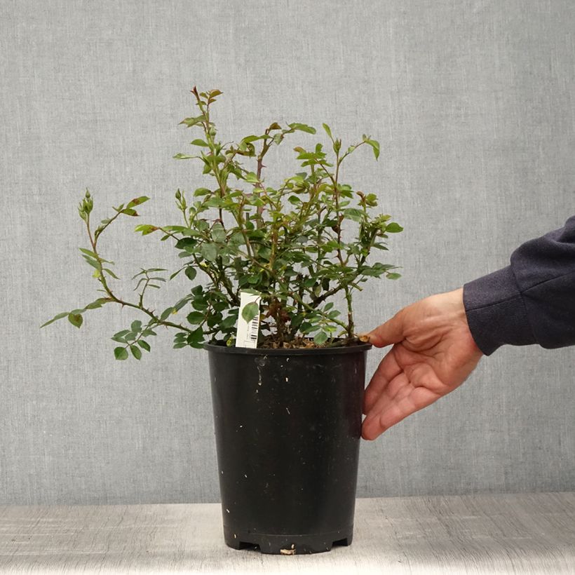 Rosal Topolina - Rosal tapizante Maceta 3L/4L Ejemplar entregado en la primavera