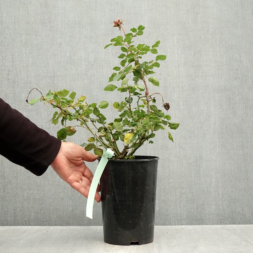 Ejemplar de Rosal Boscobel Maceta 4L/5L entregado en otoño