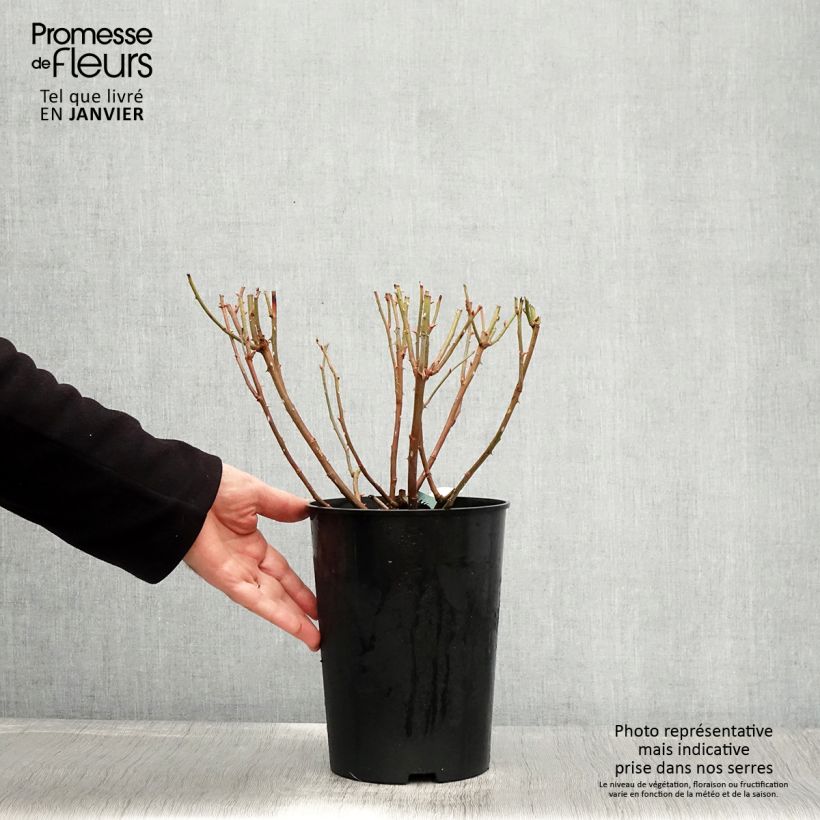 Rosal Charles Darwin Maceta 4L/5L Ejemplar entregado en invierno