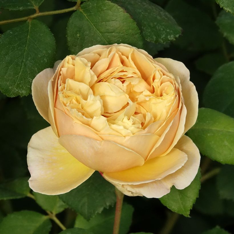 Rosal Charles Darwin (Floración)