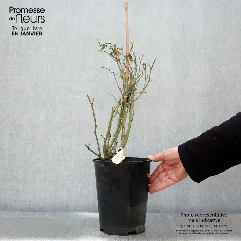 Rosal Claire Austin Maceta 4L/5L Ejemplar entregado en invierno