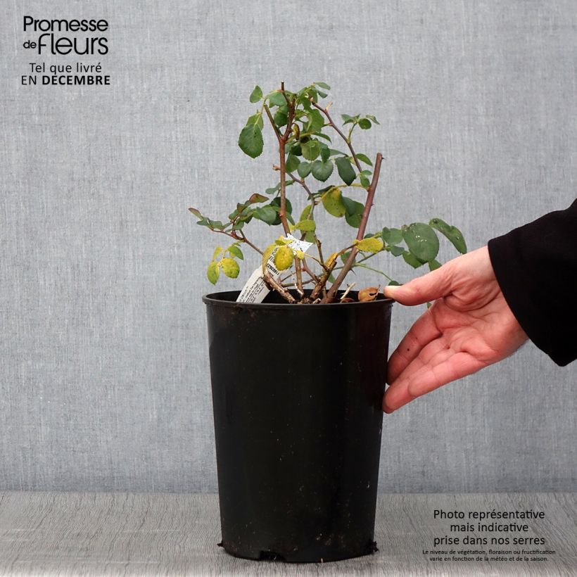 Ejemplar de Rosal Dame Judi Dench Maceta 4L/5L entregado en otoño