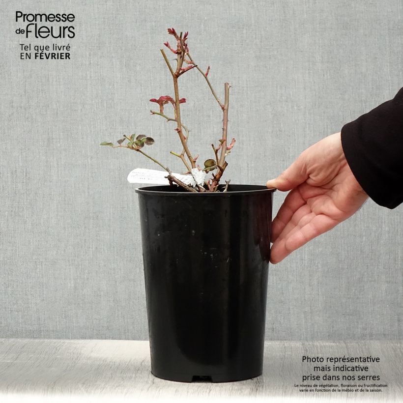 Rosal Dame Judi Dench Maceta 4L/5L Ejemplar entregado en invierno